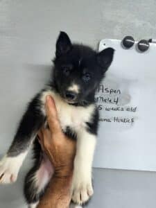 black and white husky puppies for sale