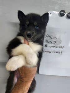 black and white husky puppies for sale