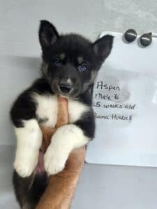 black and white husky puppies for sale