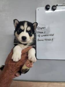 black and white husky puppy for sale