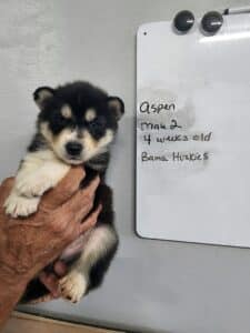 black and white husky puppy for sale