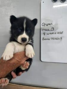 black and white husky puppy for sale