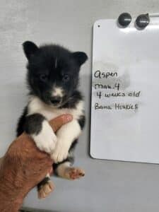 black and white husky puppy for sale