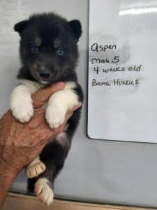 black and white husky puppy for sale
