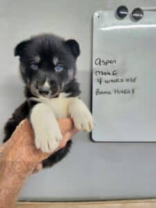 black and white husky puppy for sale