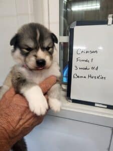 agouti husky puppy for sale