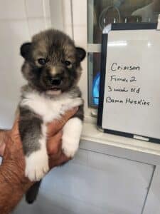 agouti husky puppy for sale