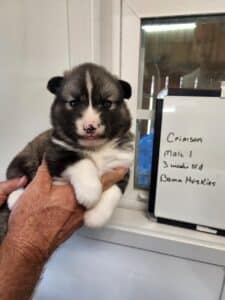 agouti husky puppy for sale