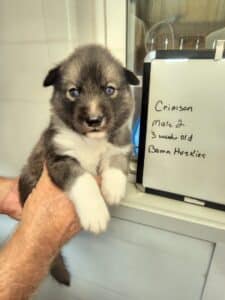 agouti husky puppy for sale