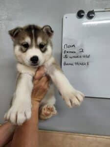 wolf grey husky puppy for sale