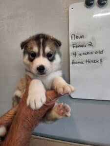 wolf grey husky puppy for sale