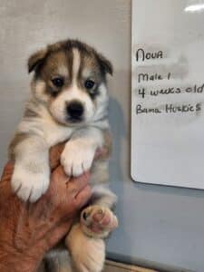 wolf grey husky puppy for sale