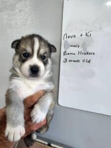 wolf grey husky puppy for sale