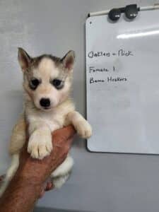 grey and white husky puppy for sale