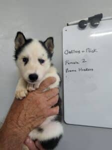 black and white husky puppy for sale