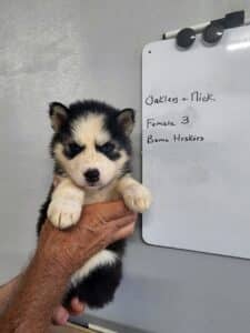 black and white husky puppy for sale