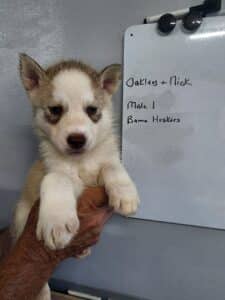 red and white husky puppy for sale