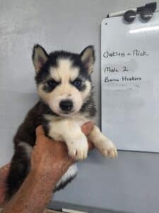 black and white husky puppy for sale
