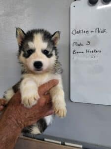 grey and white husky puppy for sale