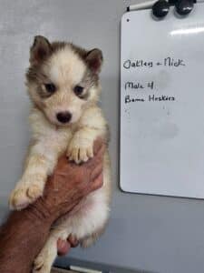 red and white husky puppy for sale