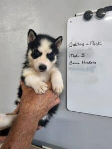 black and white husky puppy for sale