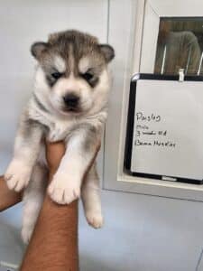 husky puppy