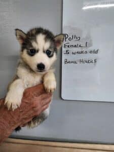 husky puppy for sale