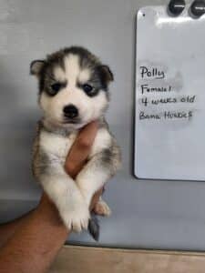 grey and white husky puppy for sale