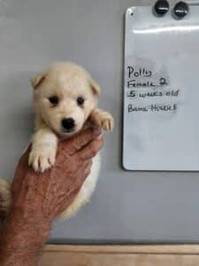 husky puppy for sale