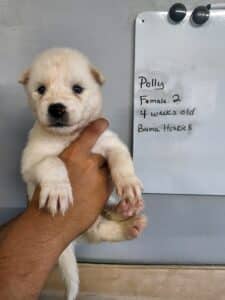 white husky puppy for sale