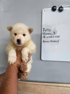 husky puppy for sale