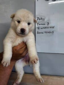 white husky puppy for sale