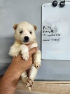 husky puppy for sale