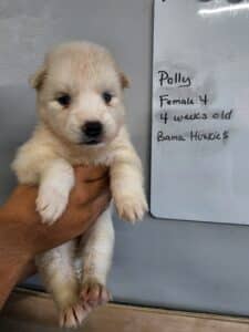 white husky puppy for sale