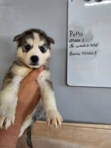 husky puppy for sale