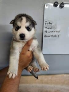 grey and white husky puppy for sale