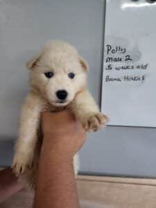 husky puppy for sale