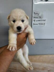 white husky puppy for sale