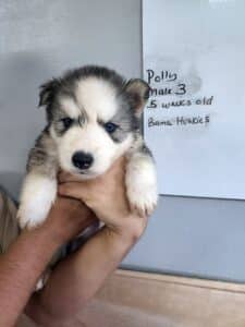 husky puppy for sale