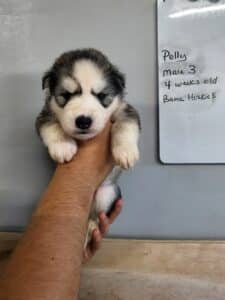 grey and white husky puppy for sale