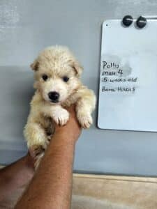 husky puppy for sale