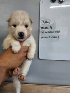 white husky puppy for sale