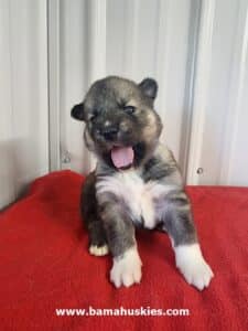 agouti husky puppy for sale