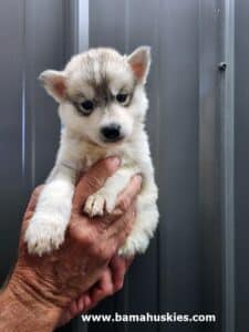 grey and white husky puppy for sale