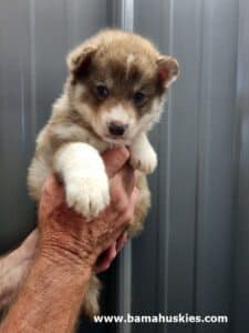 red and white husky puppy for sale
