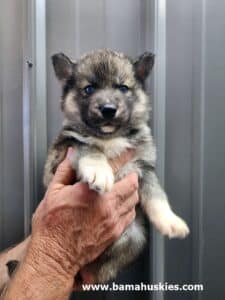 agouti husky puppy for sale