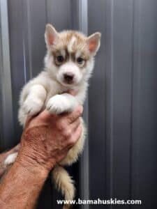 red and white husky puppy for sale