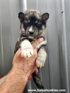 agouti husky puppy for sale