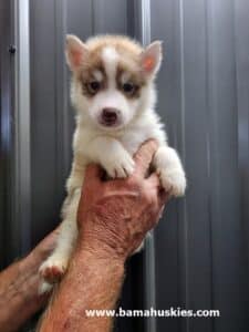 red and white husky puppy for sale