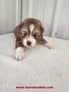 Copper husky puppy for sale